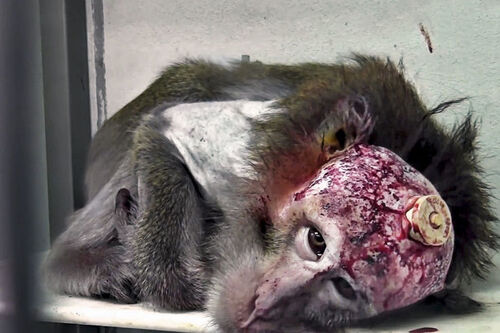 "Dix raisons de mettre fin aux tests sur les animaux" en laboratoire 