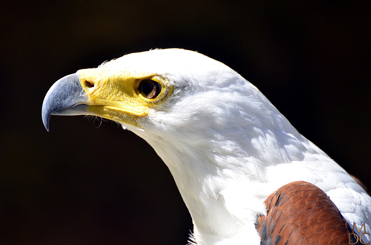 AIGLE VOCIFERE ou AIGLE PECHEUR AFRICAIN