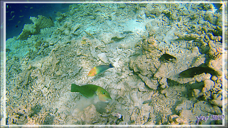 Tamarin vert ou Labre bicolore, Blackeye thicklip (Hemigymnus melapterus) et Labre ou Girelle échiquier, Checkerboard wrasse (Halichoeres hortulanus) - Snorkeling à Athuruga - Atoll d'Ari - Maldives