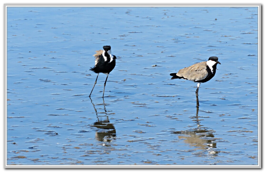 LES OISEAUX SENEGAL No3