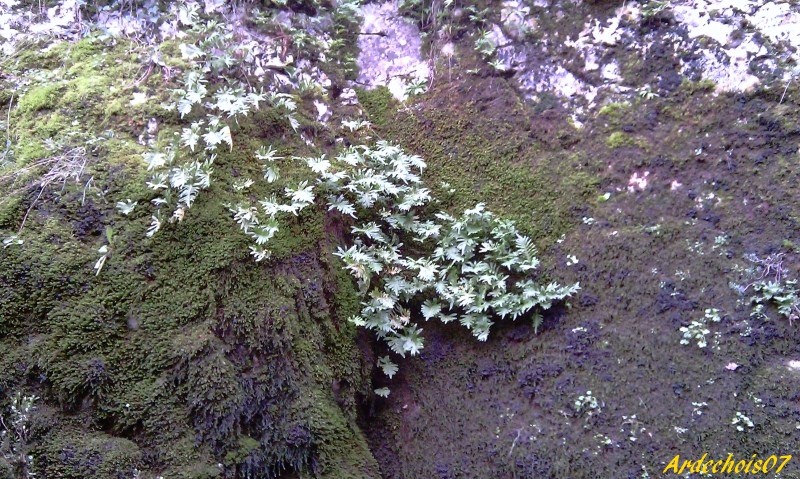 A la recherche de l'Aven de la Cocalhère