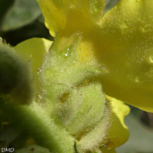 Verbascum densiflorum  = Verbascum thapsiforme  -  verbascum à fleurs denses
