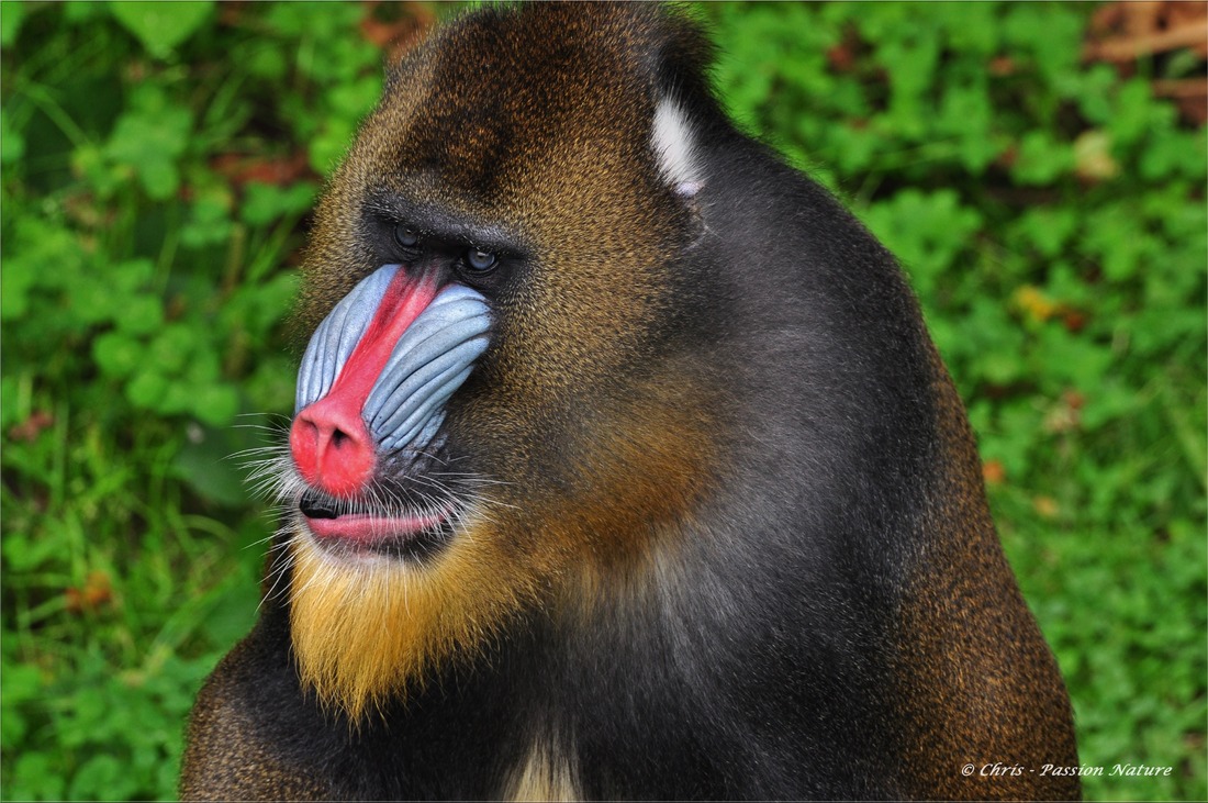 Mandrill