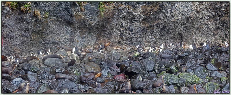Cohabitation entre les Otaries à fourrure et Gorfous de Moseley - Gough Island - Tristan da Cunha