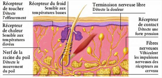 Le toucher, les mouvements, l'état de nos muscles.