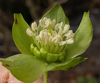 Helleborus viridis - hellébore vert