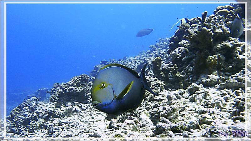 Chirurgien à queue blanche, Elongate surgeonfish or Pale surgeonfish (Acanthurus mata) - Passe Tumakohua (passe sud) - Atoll de Fakarava - Tuamotu - Polynésie française