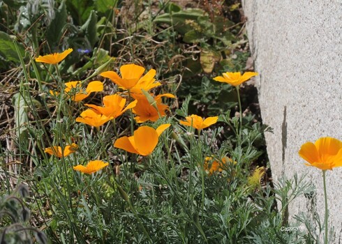 Les reines de septembre au jardin