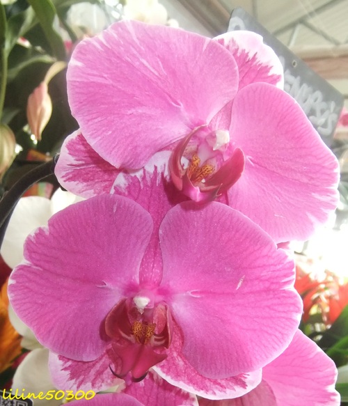une autre de mes passions, les orchidées et la photo...