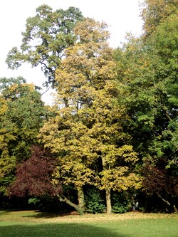  * Automne au Domaine de Bourgogne à Estaimbourg