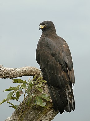 Aigle noir (oiseau) — Wikipédia