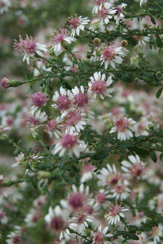 Duo végétal d'automne : hydrangea paniculata et  aster lateriflorus horizontalis