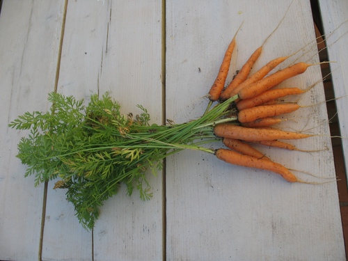 mini carottes