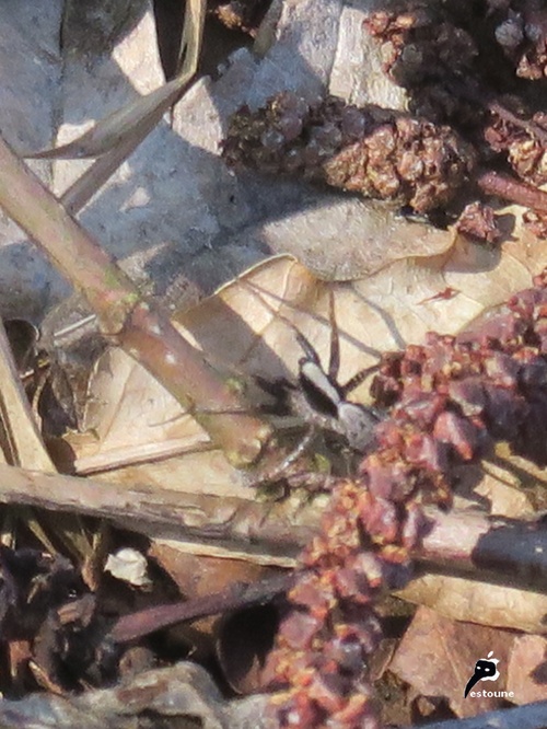 Pardosa gr lugubris  (Lycosidae)