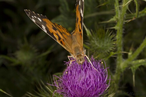 Papillon La Belle-Dame ( Vanessa cardui ) 