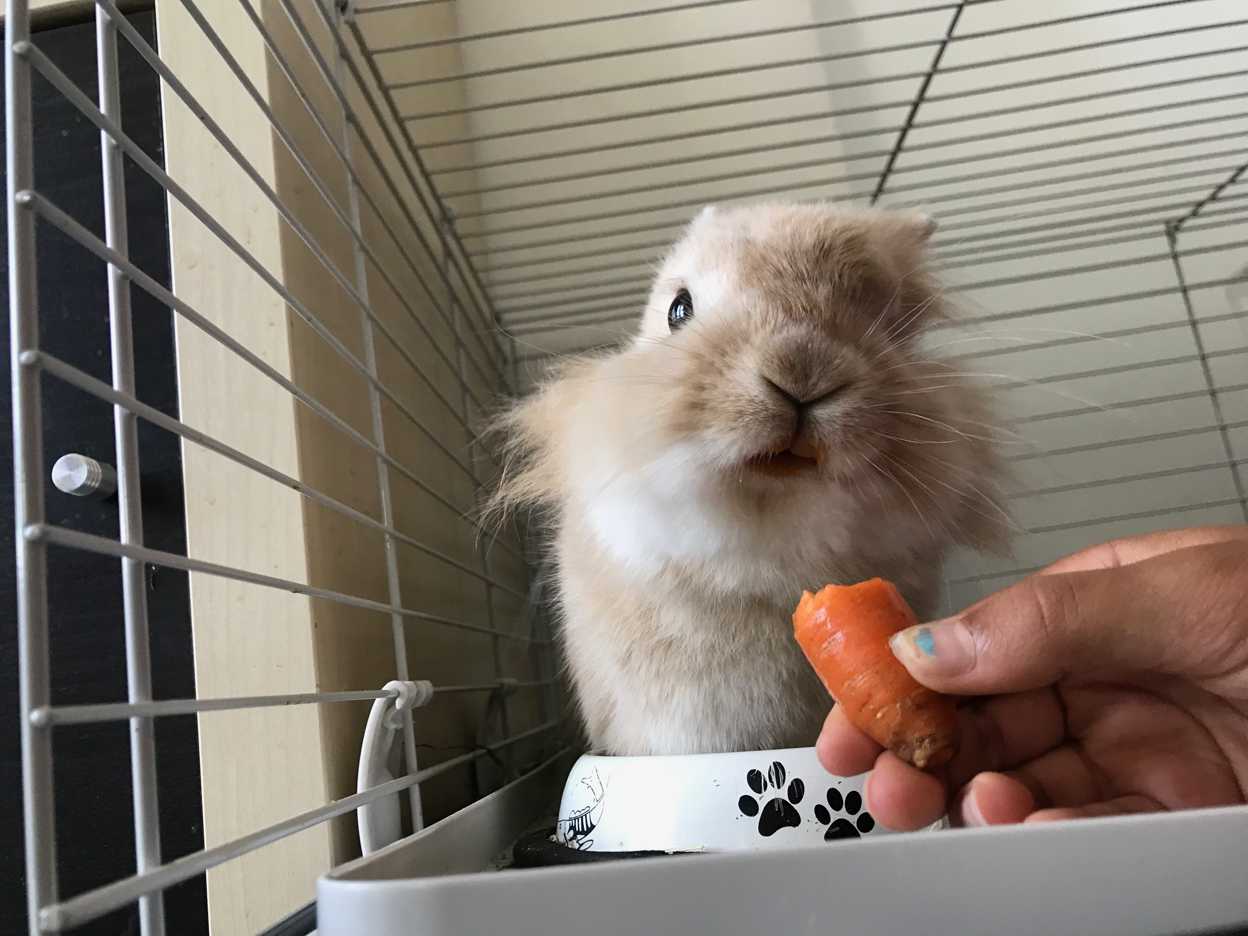 Mon Lapin Nain Fait Des Crottes Partout Mon lapin nain - Prune Coco