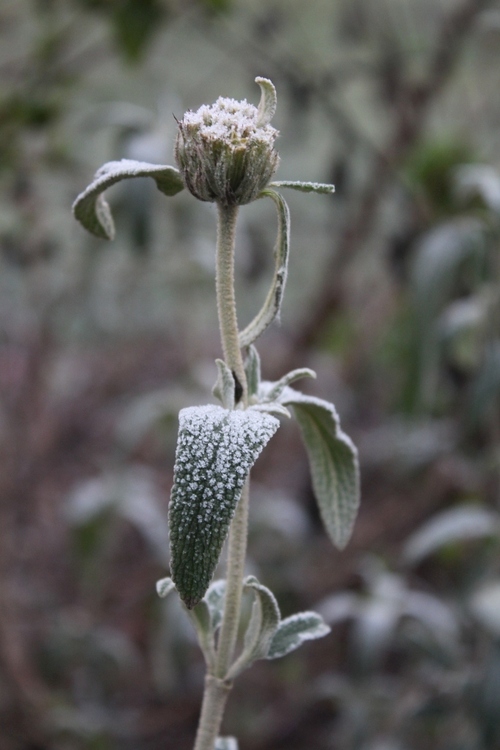 Hiver au jardin