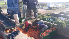 Lavage des carottes 