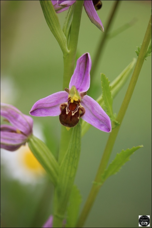 Ophrys abeille ou bourdon