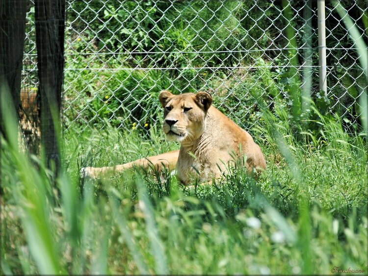 Photo de lionne de l'Atlas (zoo des Sables d'Olonne)