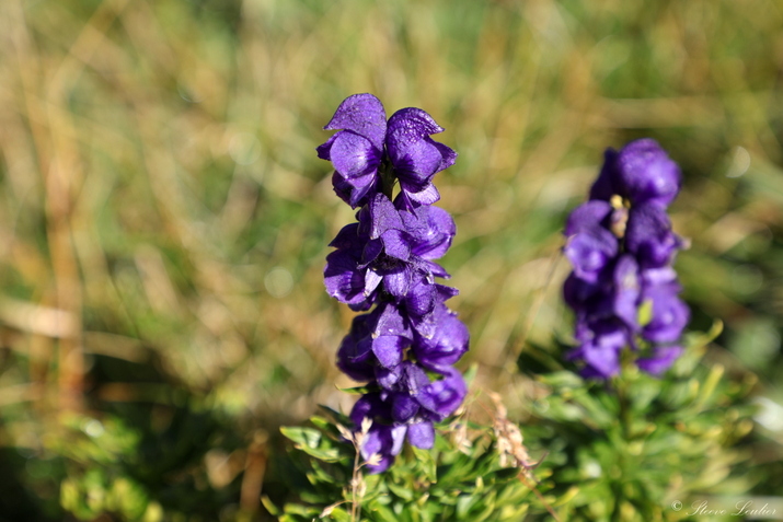 La flore des Dolomites, Aconitum napellus