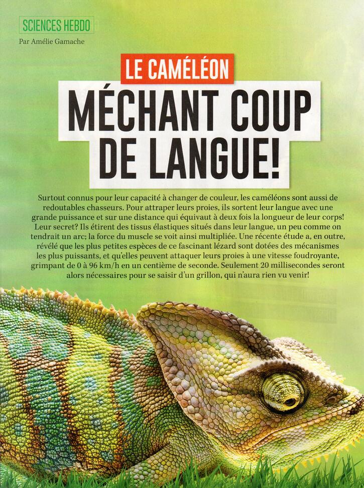 Sciences:  Le caméléon - méchant coup de langue et autres articles (2 pages)