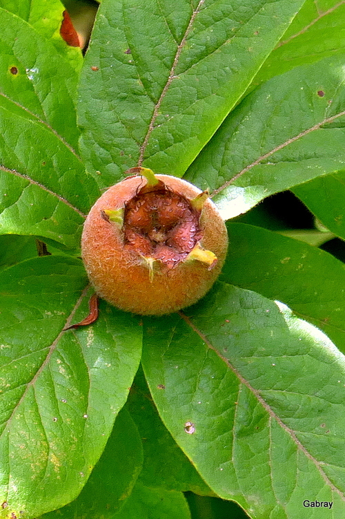 Les nèfles du Lauragais 