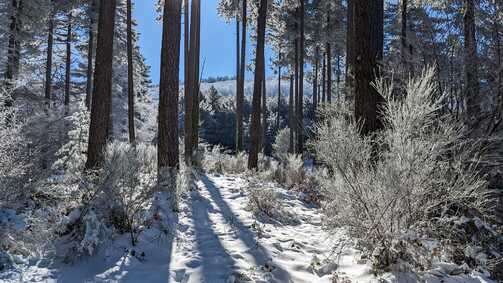 Peut être une image de nature, arbre et neige