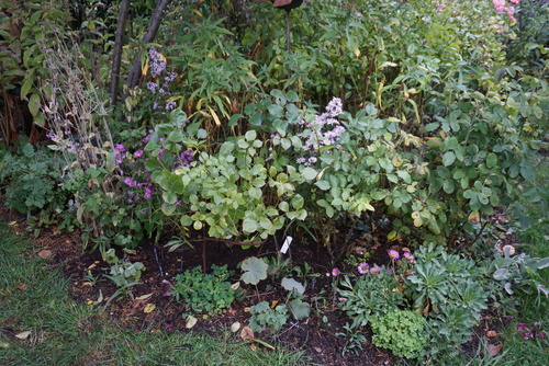 En automne, je repense le jardin 2