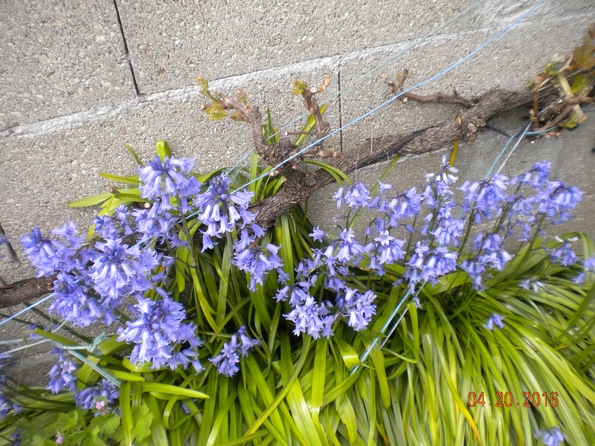 TRES JOLIES PHOTOS PRINCIPALEMENT "FLEURS"