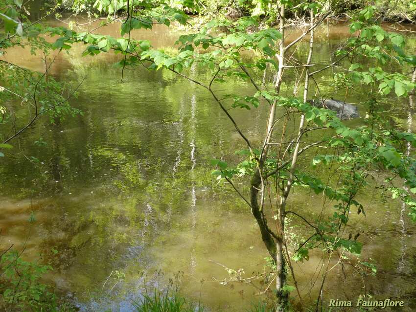 Site Corot,à saint Junien  Haute/Vienne,