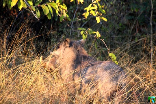 Afrique du Sud : juin 2018 Safari du matin 1/4