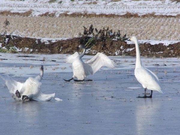 CANARDS  ou  CYGNES  ou  OIES  5