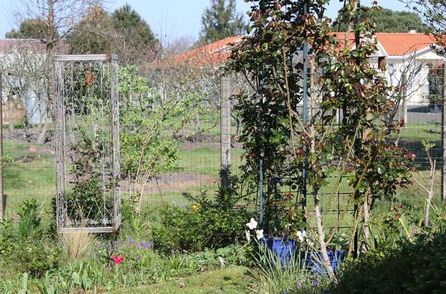 Quelques nuances de bleu au jardin