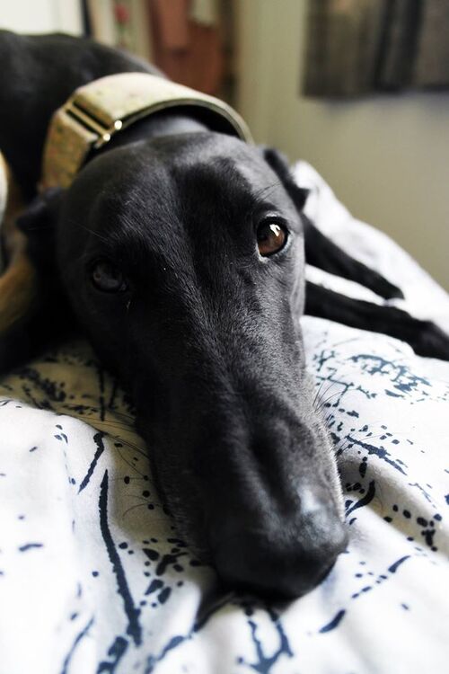 Questions et réponses à se poser avant d'adopter un Greyhound /  Lévriers en Détresse