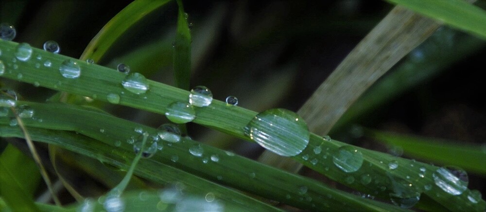 Quelques perles de pluie