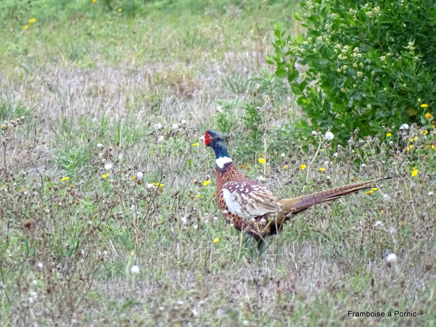 Les oiseaux du marais breton en automne - 2022