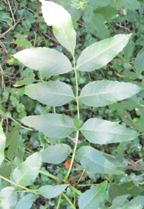 Vertus médicinales des arbres : FRÊNE