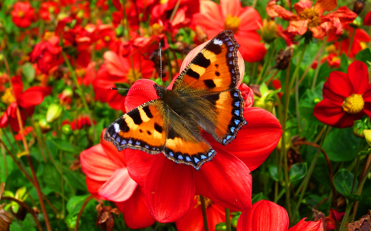 10 Images de Papillons 2
