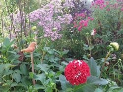 Octobre  au jardin  