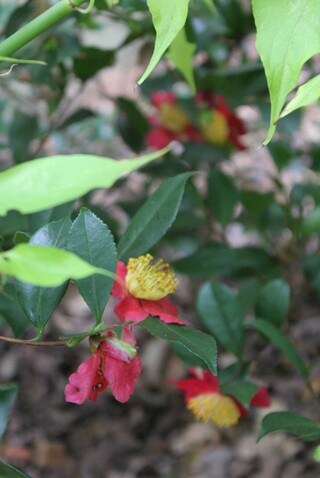 camellia sasanqua "Yuletide'