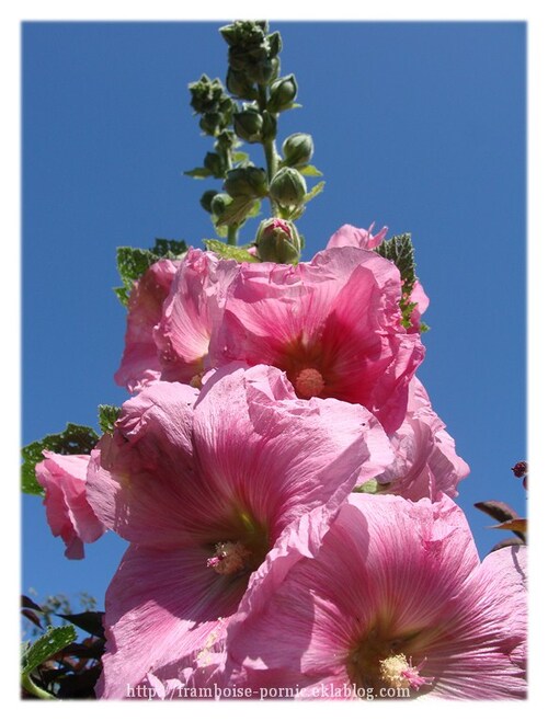 Roses trémières du jardin ...