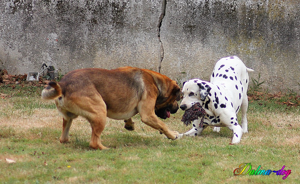 jeux de chiens