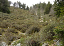 rododendrons