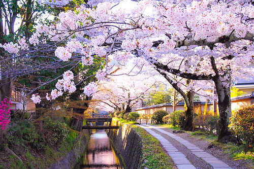 Japon en fleurs