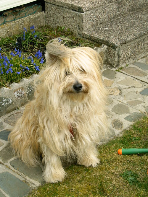 Allergie alimentaire du chien !!!