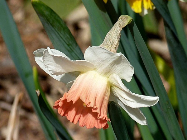 Narcisse saumon et blanc