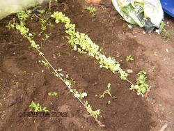 Tomates d'hiver....