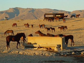 Les chevaux sauvages de Namibie ... 