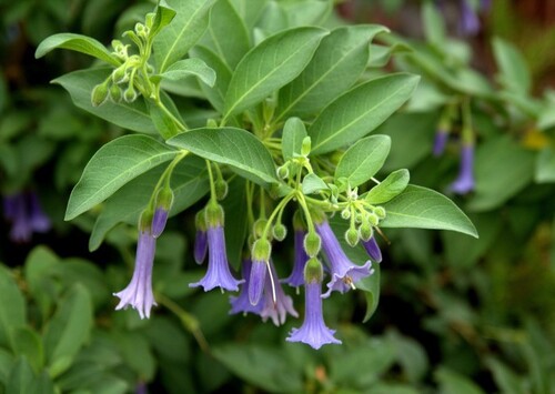 Fleurs cultivées : Iochoroma